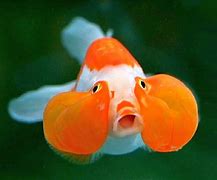 Image result for Bubble Fish