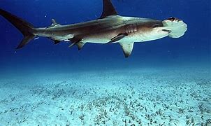 Image result for Gaint Hammerhead Shark