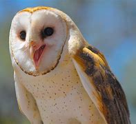 Image result for Barn Owl Wallpaper