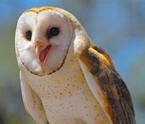 Image result for Seek Owl