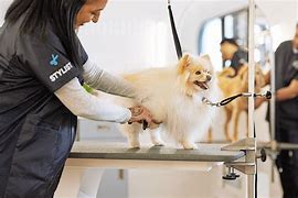 Image result for Large Dog Grooming