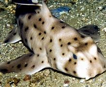 Image result for Horn Shark