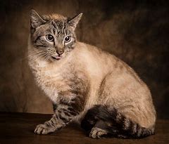 Image result for Trash Cat Breed