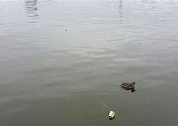 Image result for Floating Plastic Debris