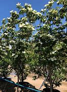 Image result for Cornus X Venus Dogwood