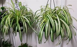 Image result for Do Spider Plants Flower