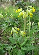 Image result for Cowslip Ball