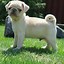 Image result for White Puffy Doggo