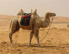 Image result for Camello Desierto