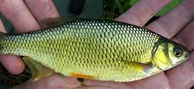 Image result for Shiner Fish