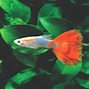 Image result for Aqua Fish