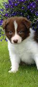 Image result for Border Collie Puppy High Quality