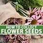 Image result for Flowers Seeds