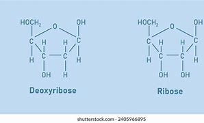 Image result for C5H10O2 Structure