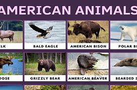 Image result for North American Mammals List