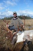 Image result for Newfoundland Caribou