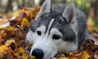 Image result for Husky Dog PFP