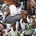 Image result for Farm Animal Cotton Fabric