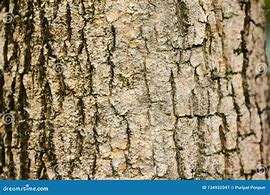 Image result for Brown Dry Tree