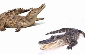 Image result for Croc vs Alligator Snout