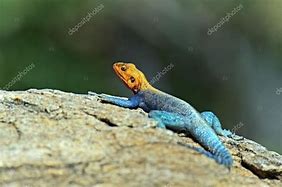 Image result for African Rainbow Lizard