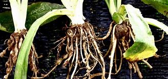 Image result for Phaseolus Vulgaris Root-Knot