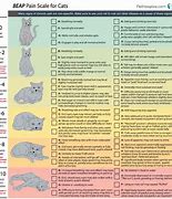 Image result for Cat Pain Scale