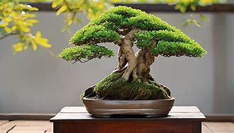 Image result for Bonsai Root Rot