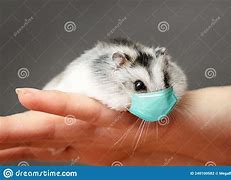 Image result for Perangkap Hamster