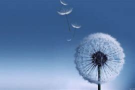 Image result for Aesthetic Dandelion Desktop Wallpaper