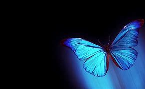 Image result for Butterfly Wallpaper Blue Desktop Computer