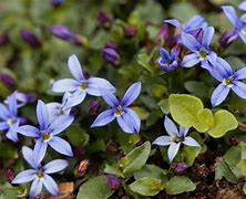 Image result for Blue Star Creeper Ground Cover in Pot