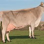 Image result for Brown Swiss Cattle