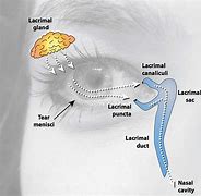 Image result for Lacrimal Papilla