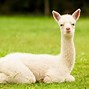 Image result for Alpaca Animals Facts