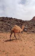 Image result for Camello Desierto