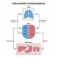 Image result for Circulatory System Labeled