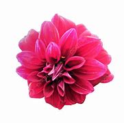 Image result for Flowe Macro