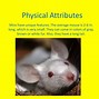 Image result for Mice PPT