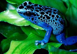 Image result for Hawaii Poison Dart Frog