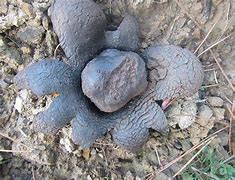 Image result for Scleroderma Sp