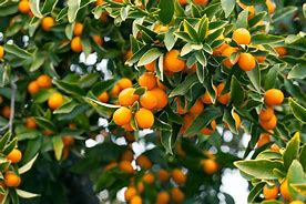 Image result for Kumquat Trê