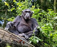 Image result for Chimpanzee vs Orangutan