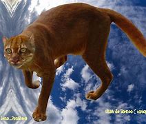 Image result for Bay Cat Pics