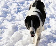 Image result for Black N White Doggo