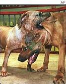 Image result for Japanese Fighting Dog Breeds