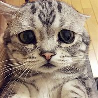 Image result for Sad Cat Crazy