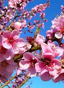 Image result for Summer Peach Tree