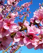 Image result for Peach Tree Plant