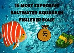 Image result for Expensive Saltwater Fish